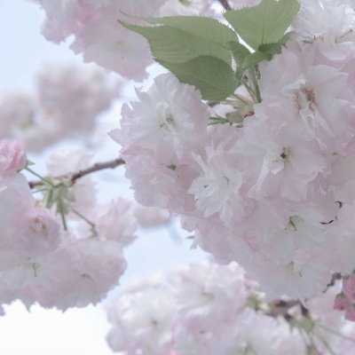 Furry插画线稿分享兽圈社群